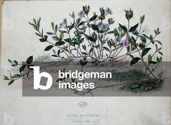 Lesser Periwinkle or Vinca minor (coloured engraving)
