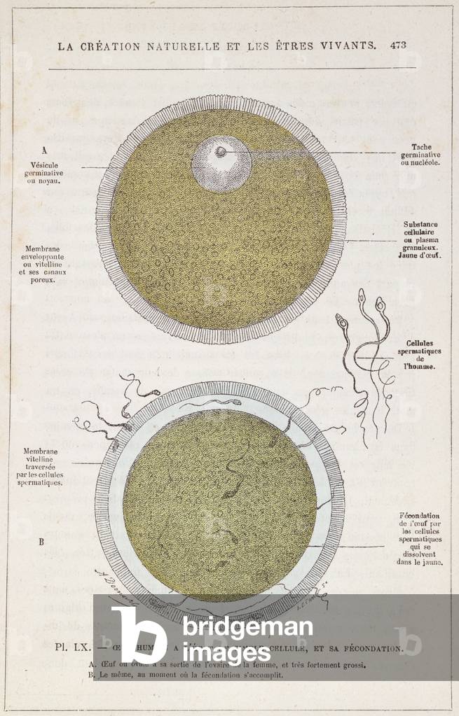 The Fertilisation of a Human Egg, from 'La Creation Naturelle et les Etres Vivants' by Dr. J. Rengade, c.1880 (coloured engraving)