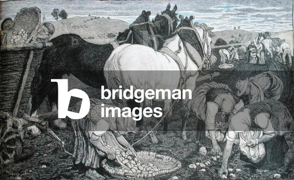 Potato harvesting, 1899 (colour engraving)