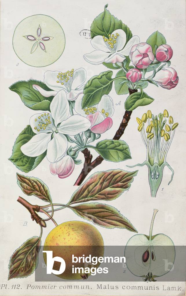 Apple Tree (Malus Communis) (coloured engraving)