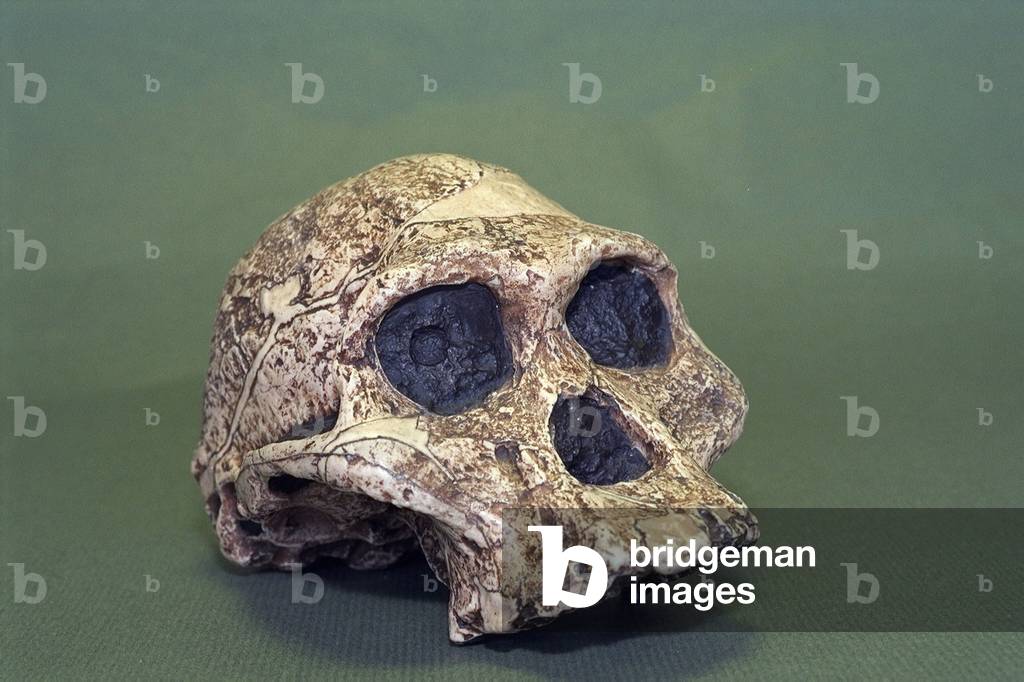 Crene d' Australopitheque (photo)