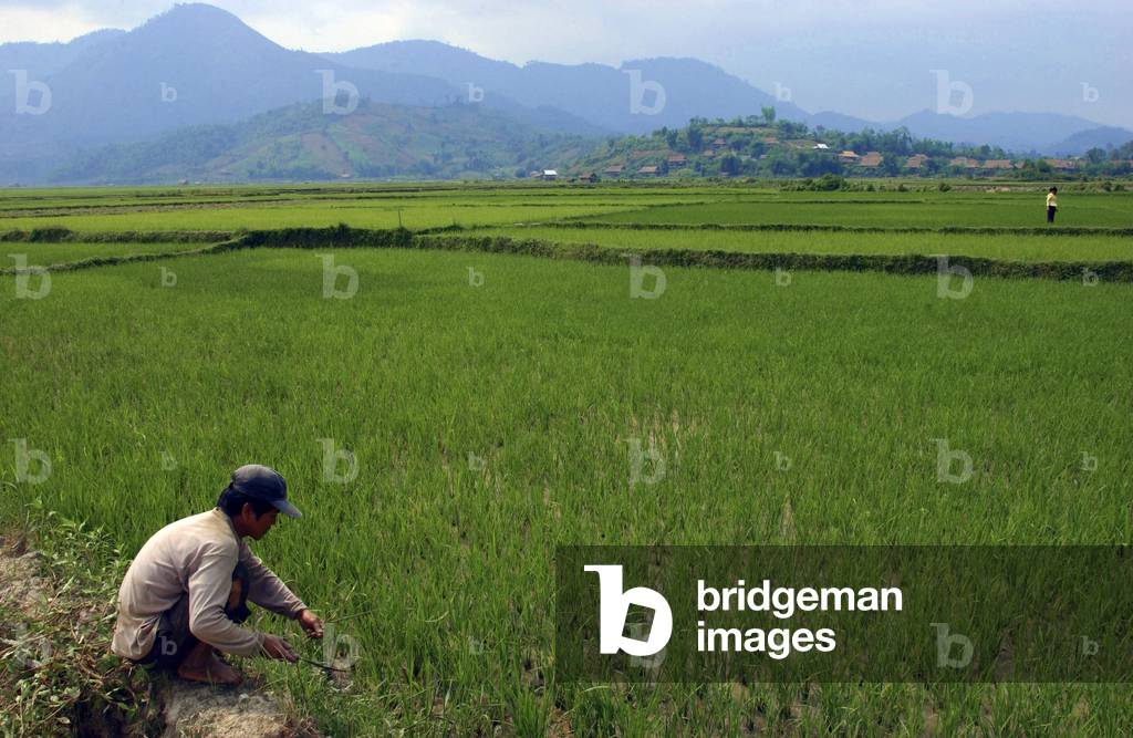 A Peasant At Work In A Paddy Field, Dien Bien Phu region(photo)