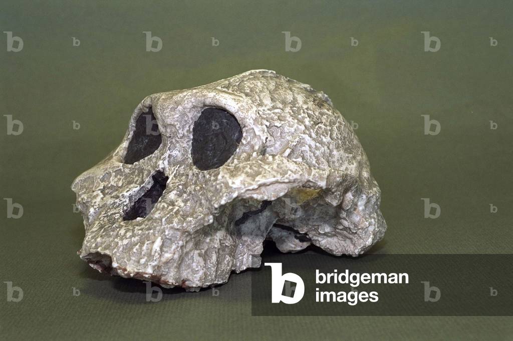 Paranthropus Robustus (photo)
