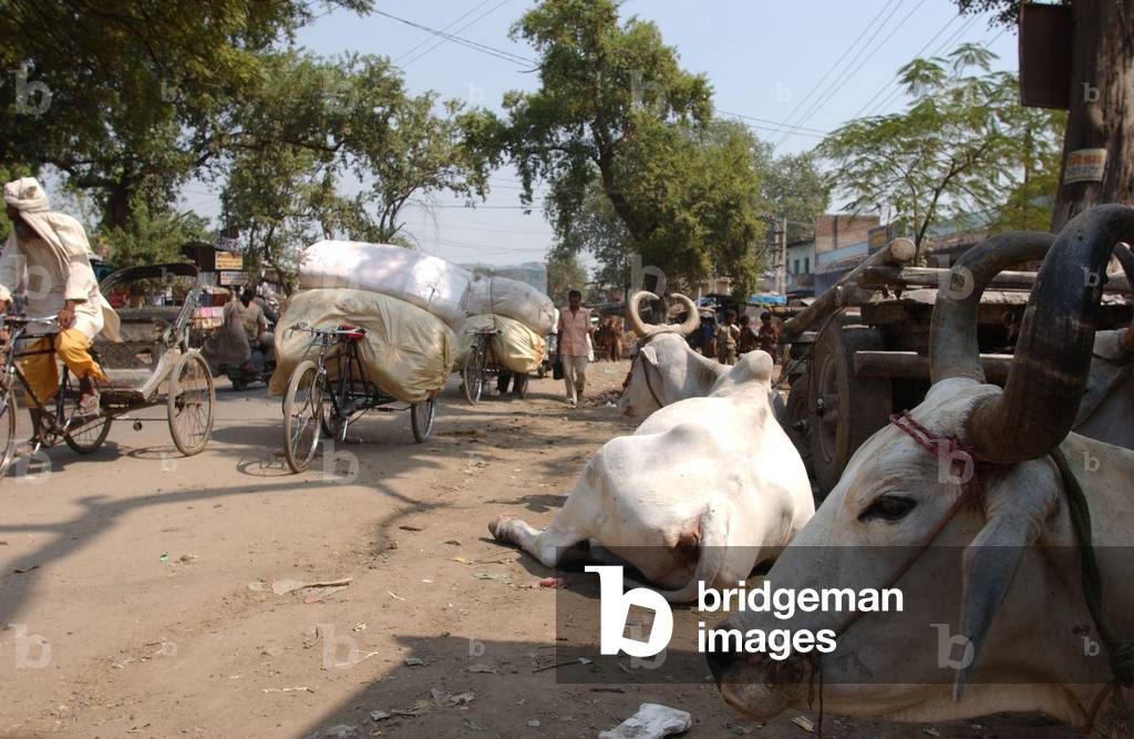 Agra-Inde-Vaches Sacrees (photo)