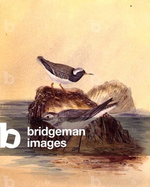 Immagine di Disegno "Terns", 19th Secolo di English School