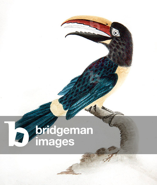 Aracari toucan, 1813 (w/c on paper)
