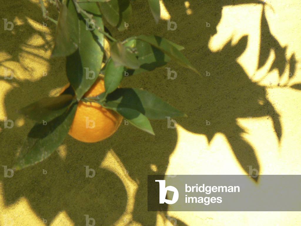 Close up of an orange on the bough of a tree in a quiet plaza of Seville.