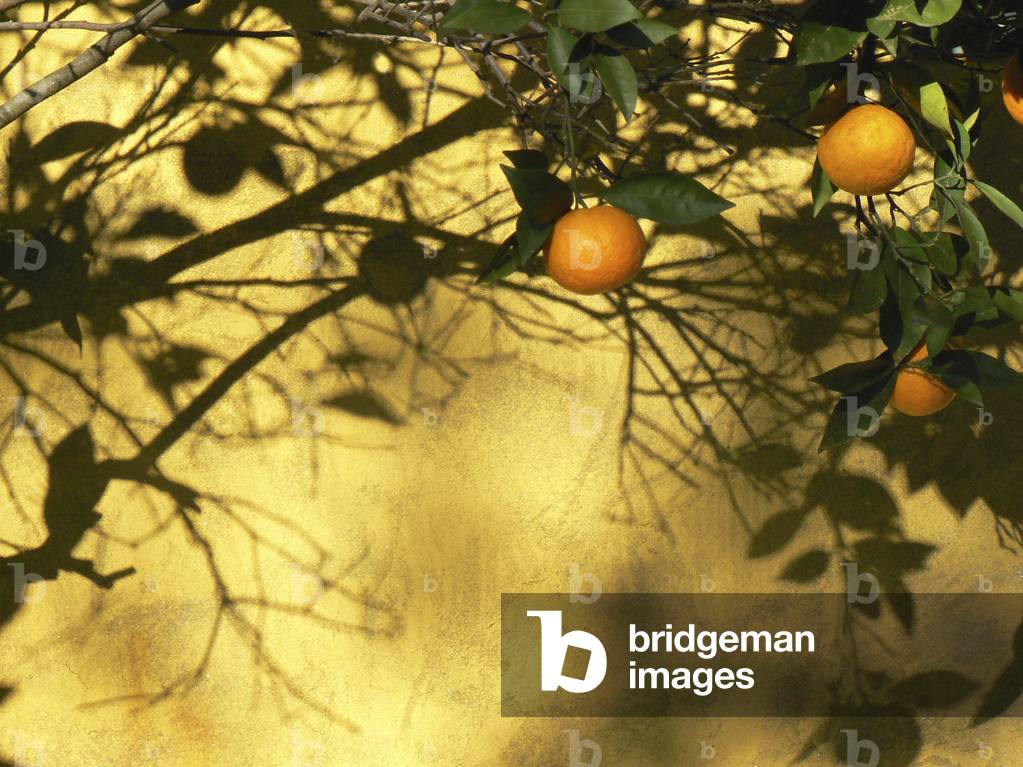 Close up of oranges   in a   plaza of Seville.