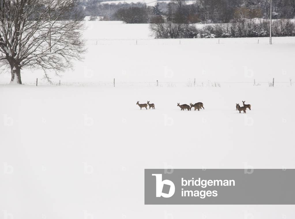 Deer under the snow (photo)