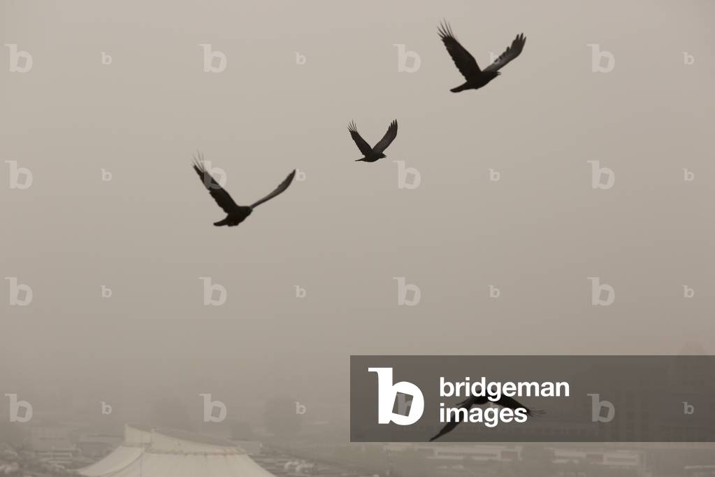 Crows over Paris, Porte de la Chapelle, France (photo)