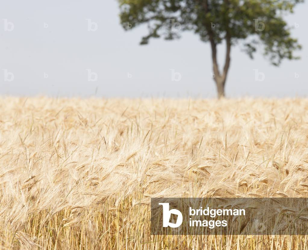 Wheat field, Picardy, France (photo)