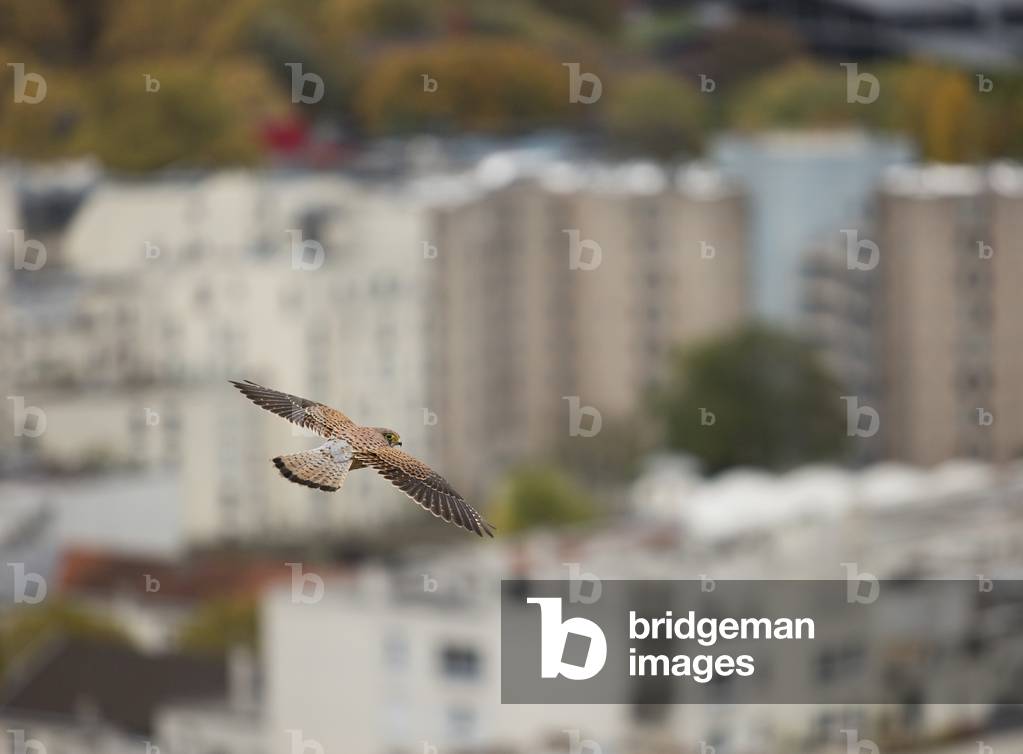 Falcon - common kestrel 