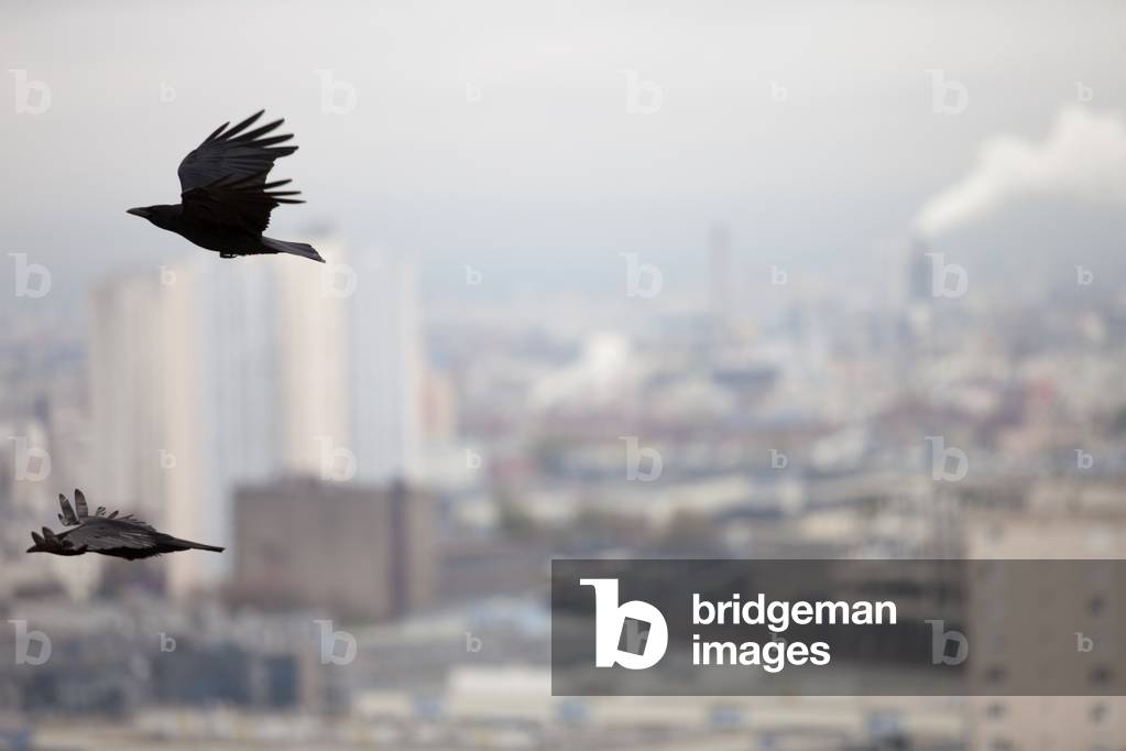 Crow over Paris, Porte de la Chapelle, France (photo)