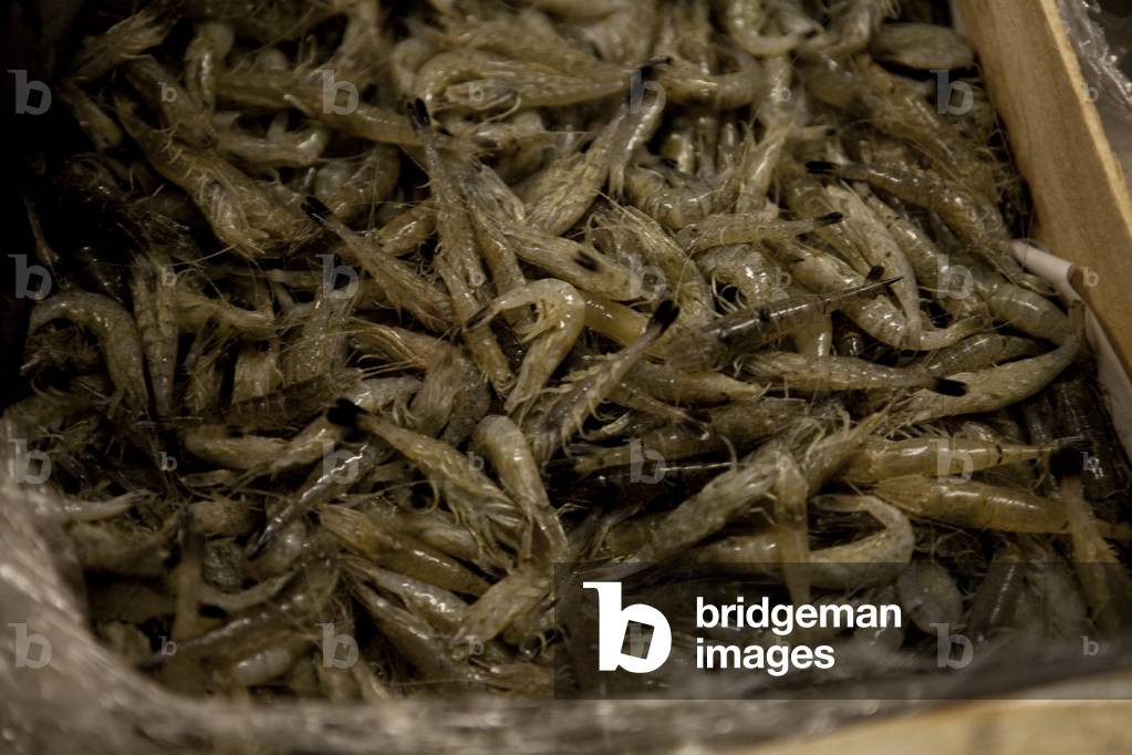 Prawns, restaurant kitchen, Paris, France (photo)