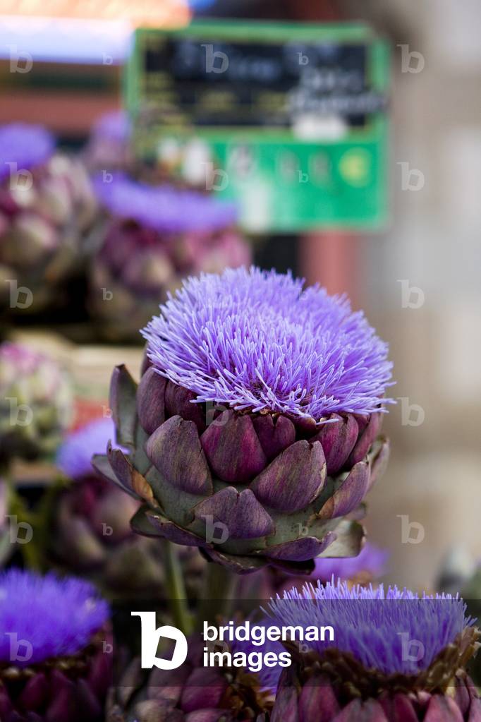 Artichoke, Marché des Lices, Rennes, Ille et Vilaine, France (photo)