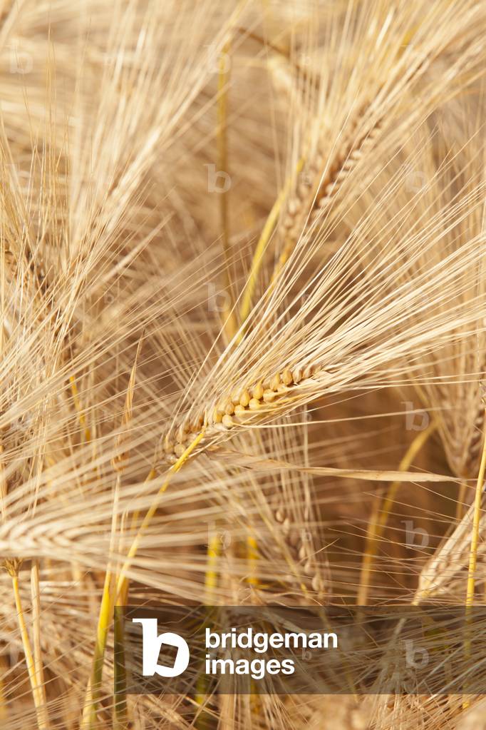 Wheat field, Picardy, France (photo)