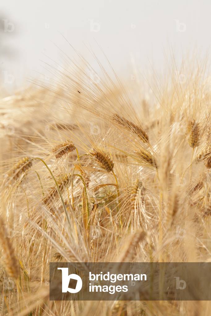 Wheat field, Picardy, France (photo)
