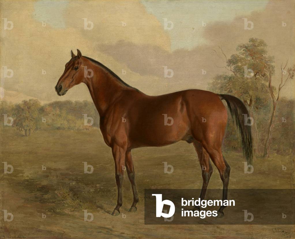 Kentucky Picchio, 1834 (olio su tela)