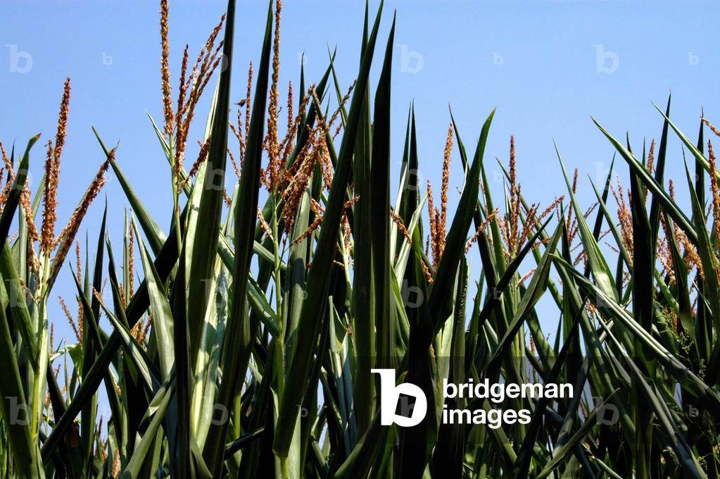 Plants of a corn field in Burgundy.
