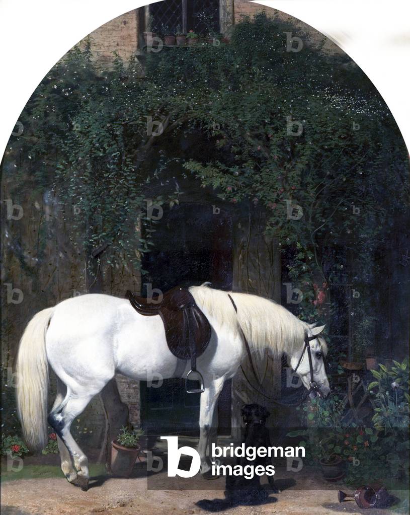 White Horse and Retriever (oil on canvas)