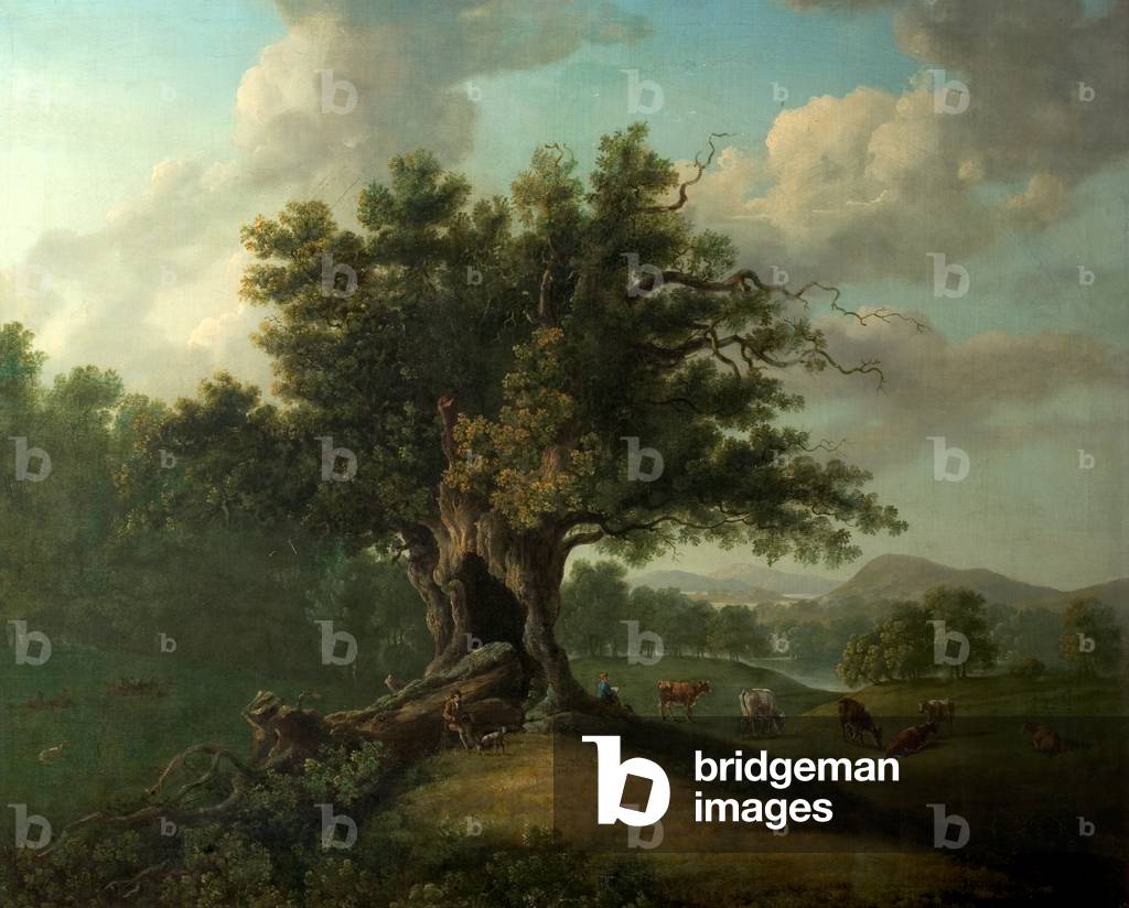 An Oak in Moccas Park, Herefordshire (oil on canvas)