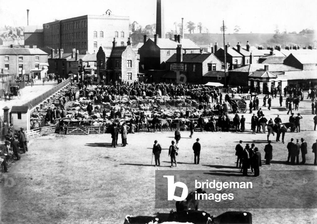 Cattle and wholesale market, Kidderminster, 1900 (b/w photo)