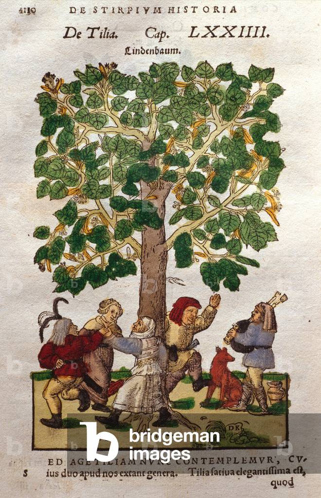 Lime, or Linden, Tree (Tilia), with dancers beneath, from 'De Stirpium' by Hieronymus Bock, known as Tragus, 1552 (hand-coloured woodcut)
