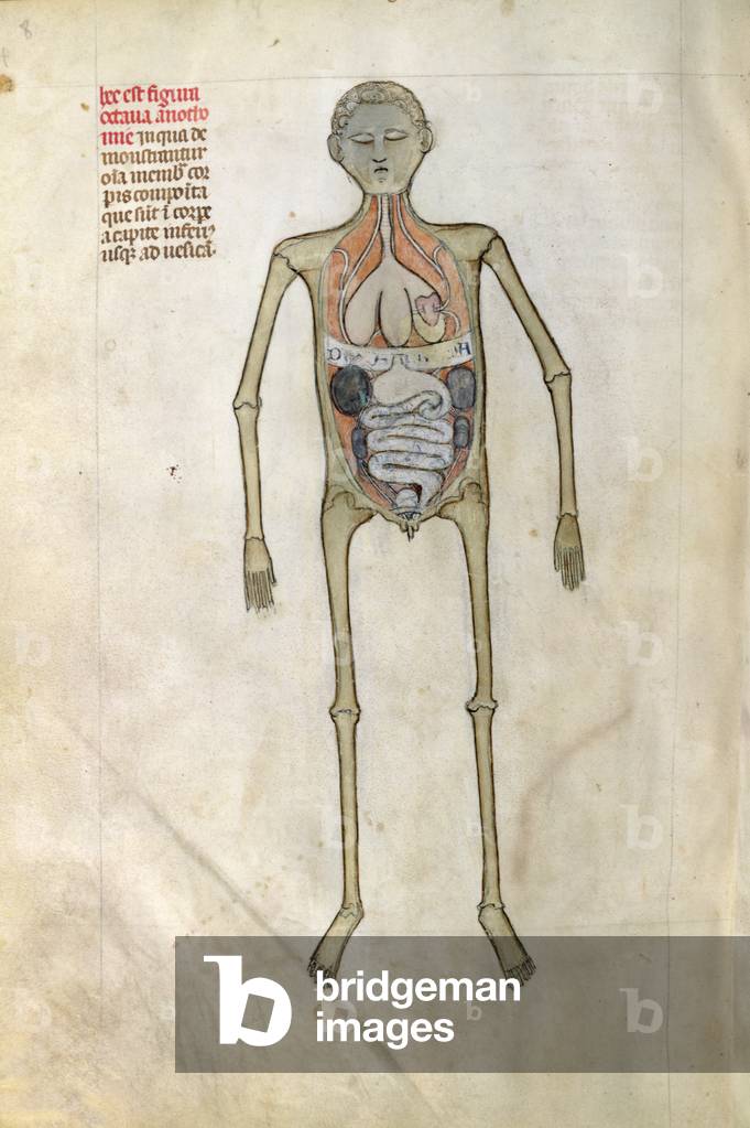 Anatomical figure showing the diaphragm from, 'Liber notabilium