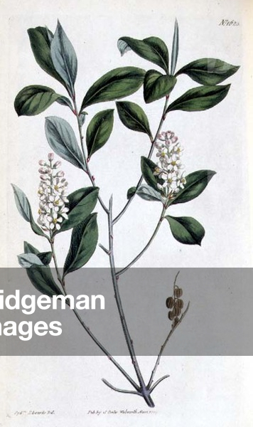 Privet-Leaved Mylocarum or Buck Wheat Tree by William Curtis from 'Botanical Magazine', Volume for 1814