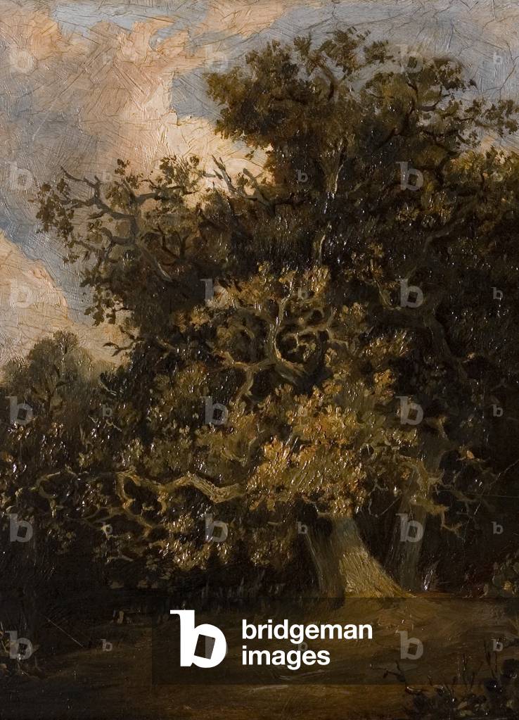 Oak Tree (after John Crome), late 19th century (oil on board)
