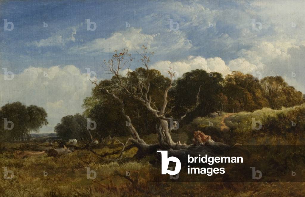 The Fallen Tree, c.1860 (oil on canvas)