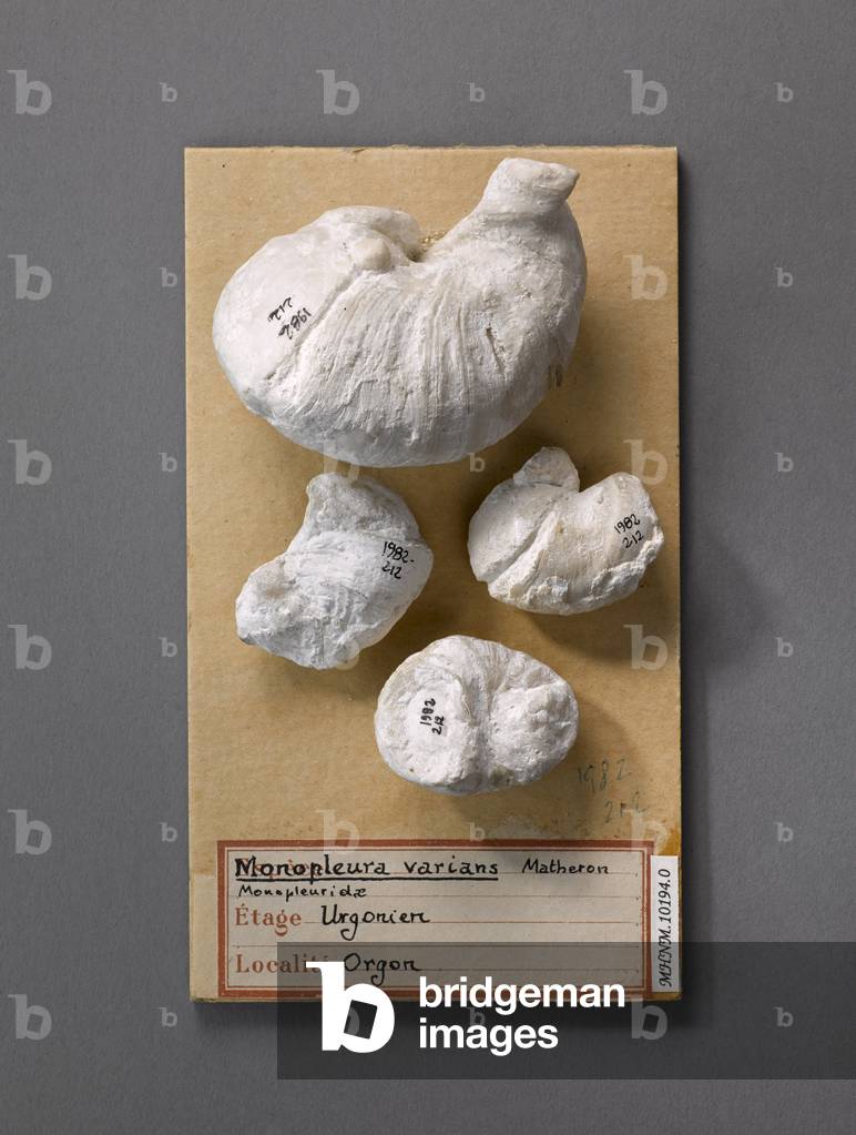 Monopleura varians (Lamellibranche), Natural History Museum of Marseille