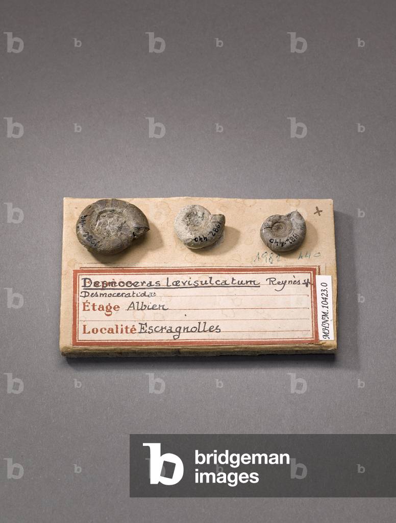 Desmoceras laevisulcatum (Cephalopode), Natural History Museum of Marseille