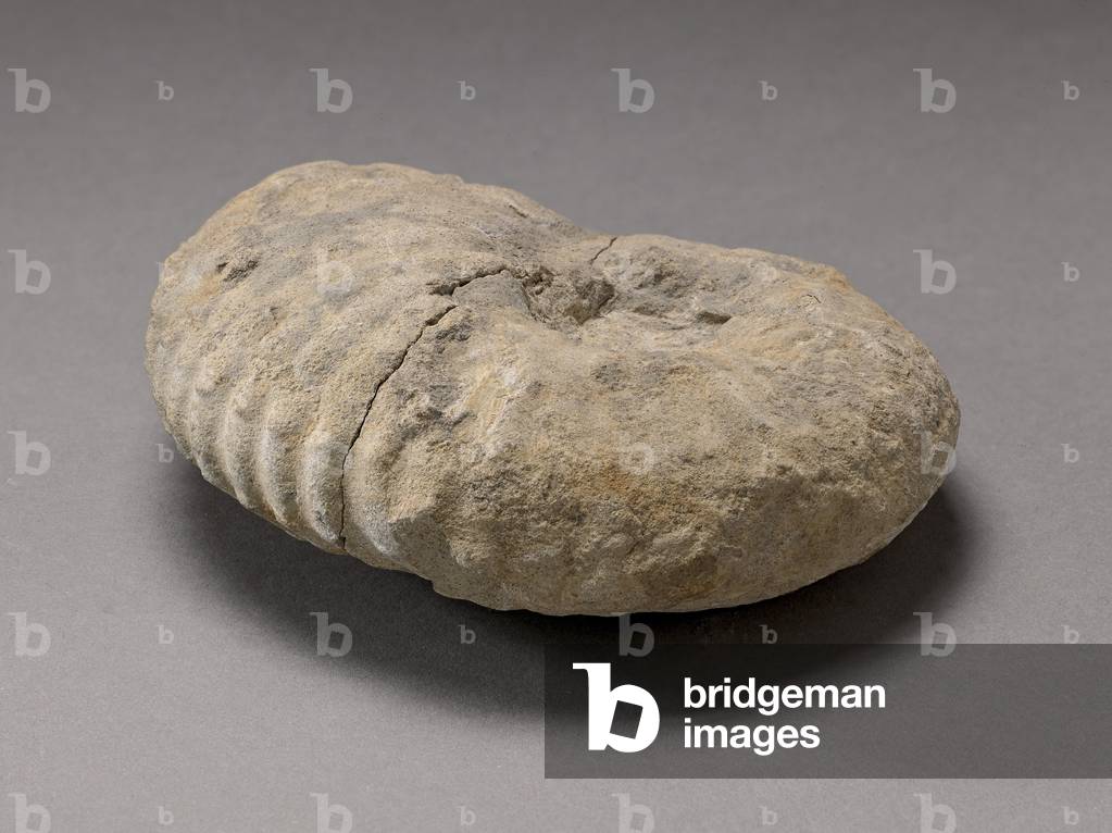 Protacanthoceras harpa (Cephalopode), Natural History Museum of Marseille