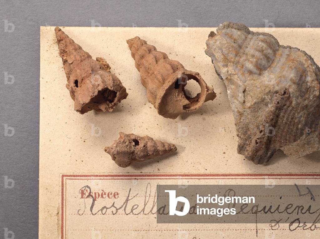 Rostellaria requieni (Gasteropode), Natural History Museum of Marseille