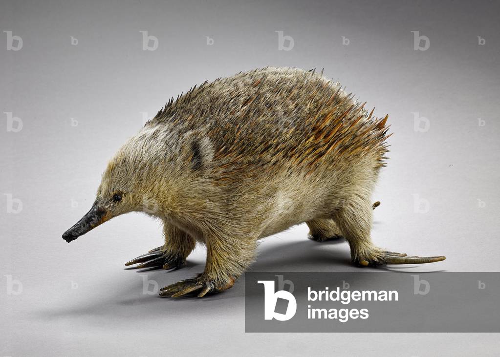 Tachyglossus aculeatus (short-beaked echidna), Museum d'histoire naturelle de Marseille