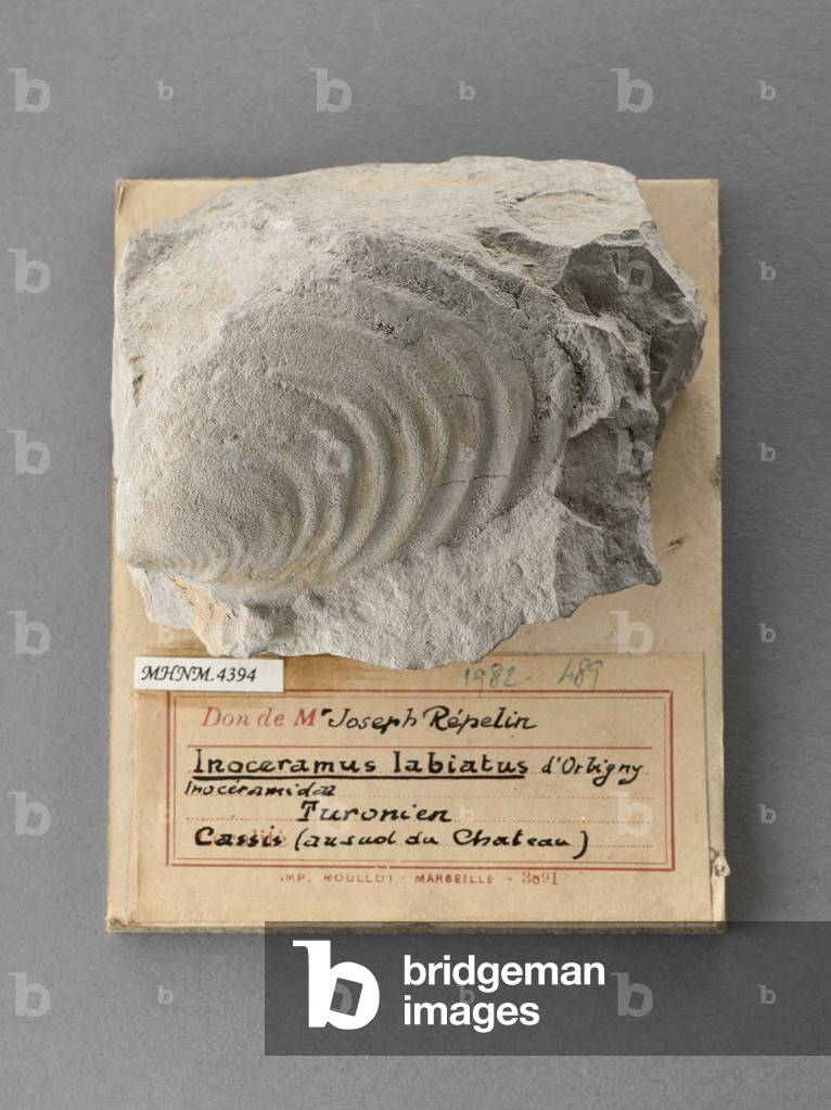 Inoceramus labiatus (Lamellibranche), Naturhistorisches Museum von Marseille