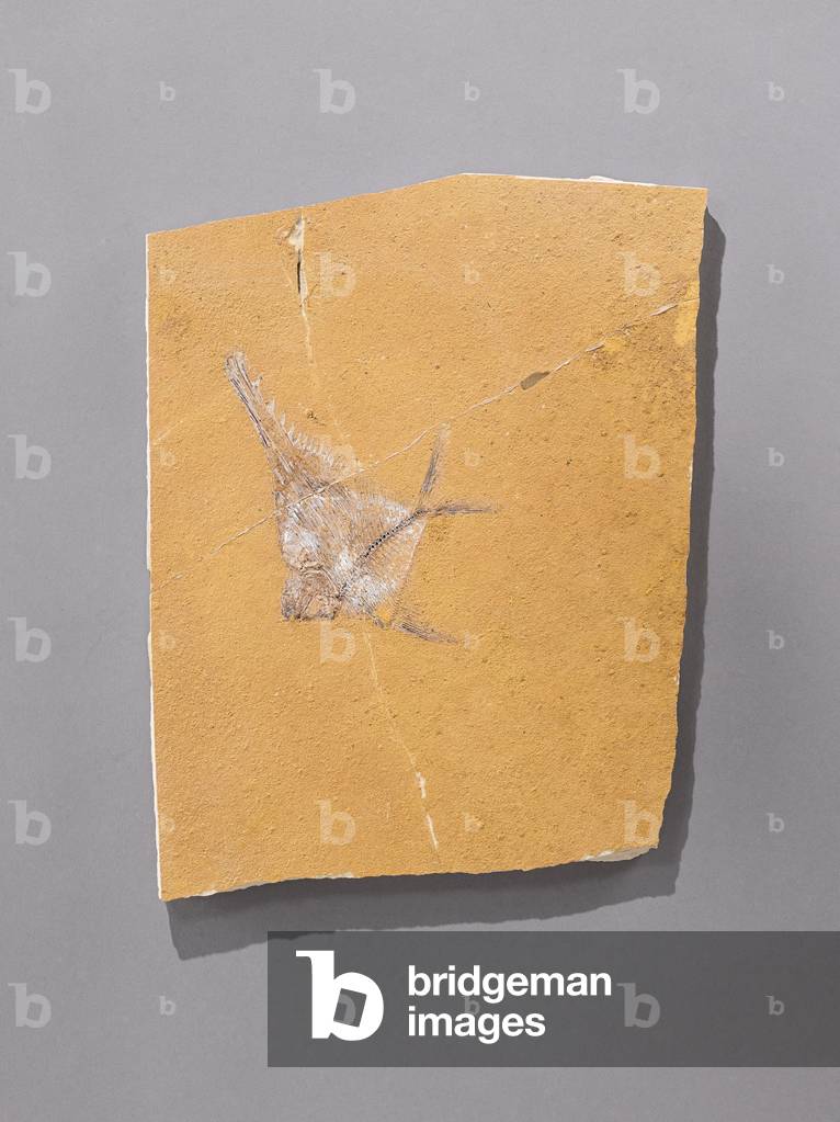 (Poisson), Natural History Museum of Marseille