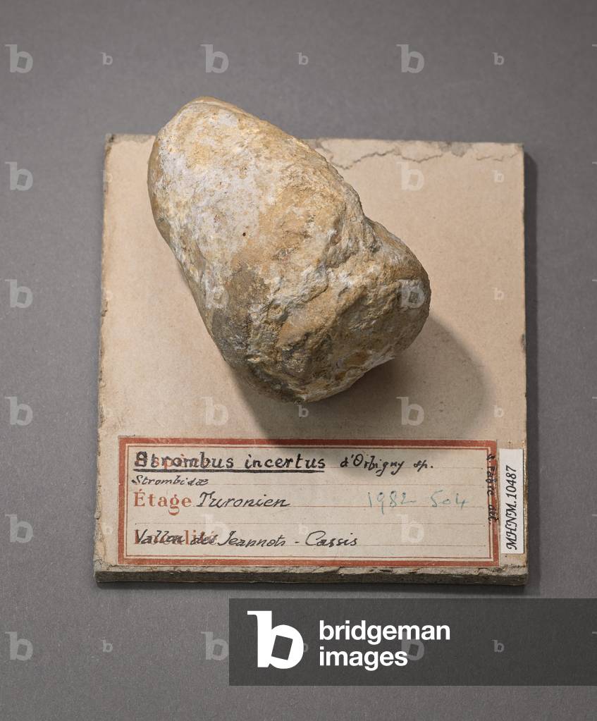 Incertus Image of Strombus incertus (Gasteropode), Natural History Museum of ...