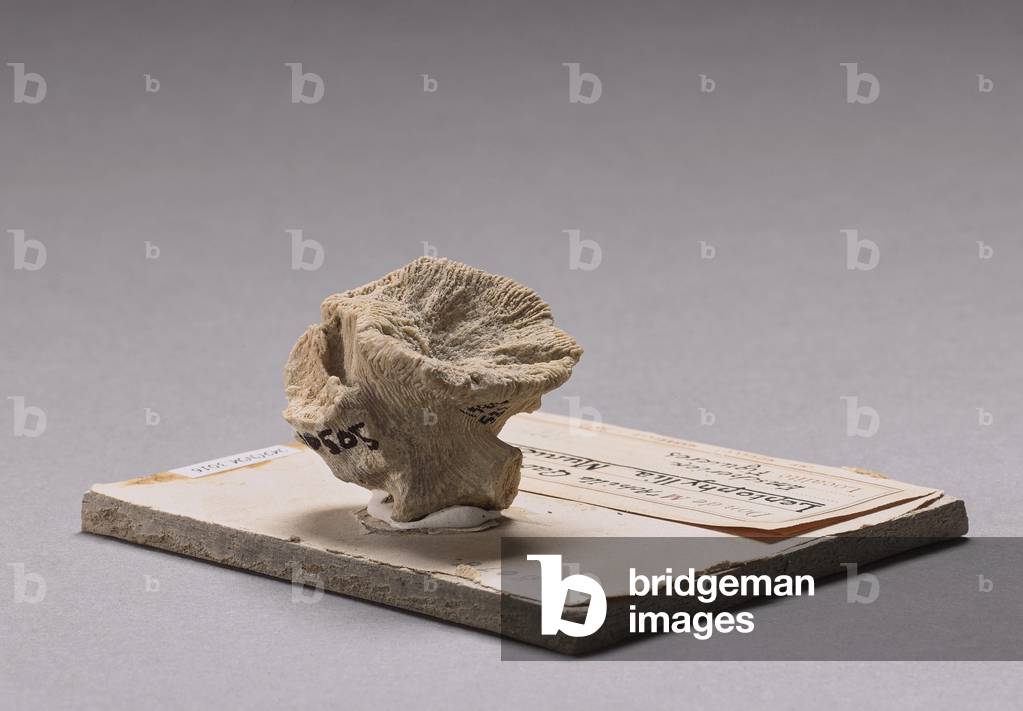 Leptophyllia munieri (Coelentere), Museum d'histoire naturelle de Marseille