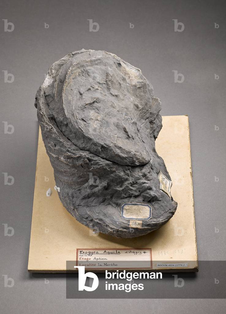 Exogyra aquila (Lamellibranche), Natural History Museum of Marseille