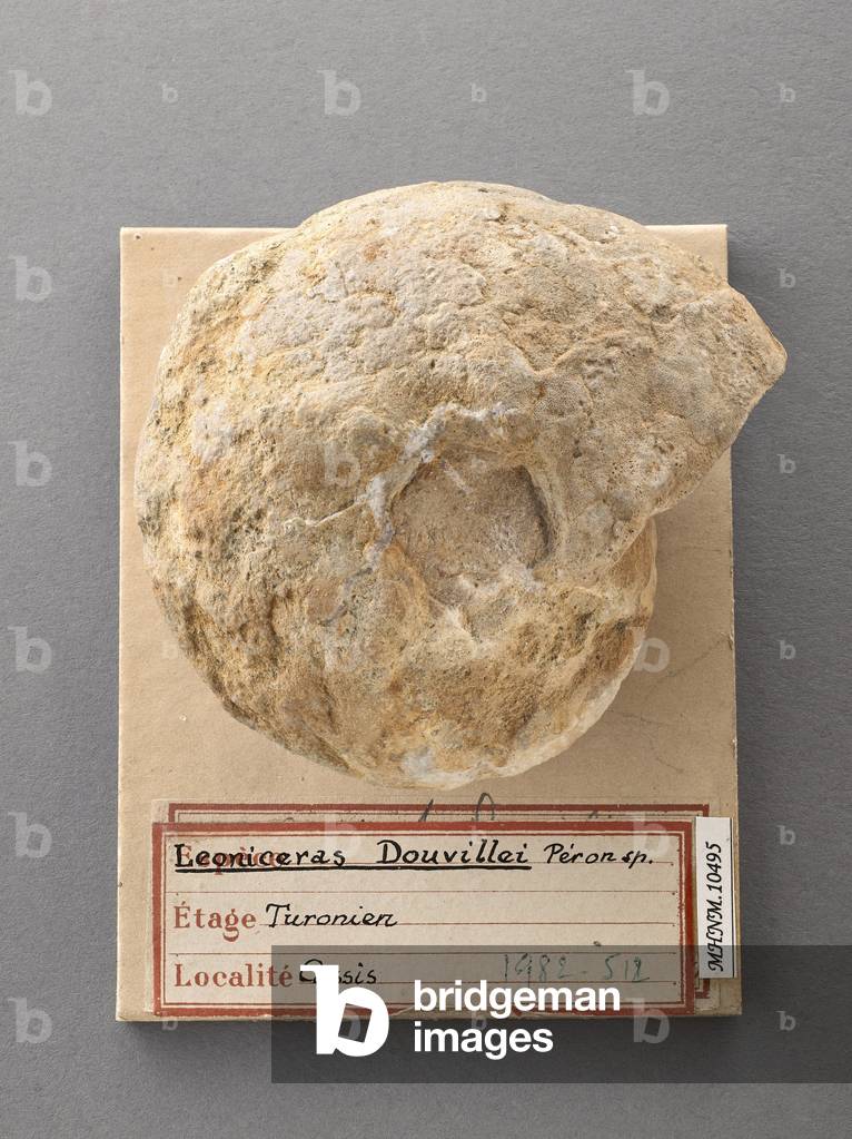 Choffaticeras douvillei (cephalopod), Museum d'histoire naturelle de Marseille