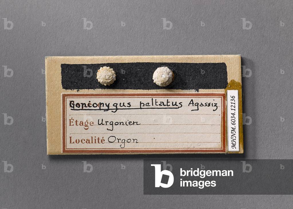 Goniopygus peltatus (Echinoderms), Natural History Museum of Marseille