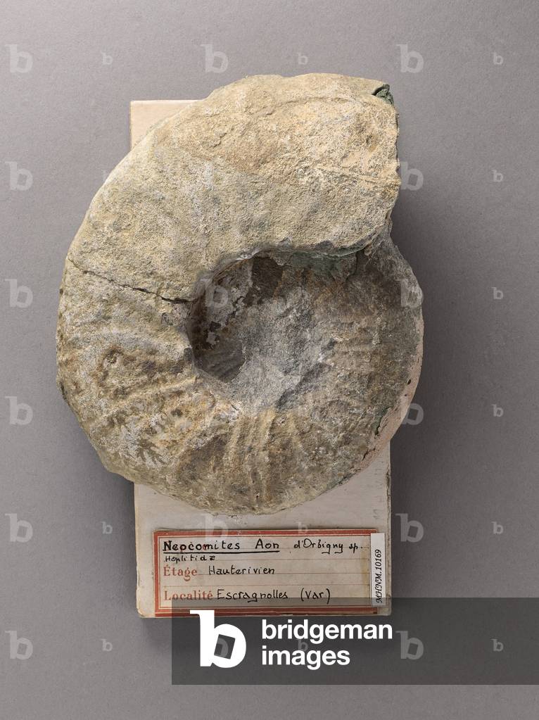 Neocomites aon (Cephalopode), Natural History Museum of Marseille