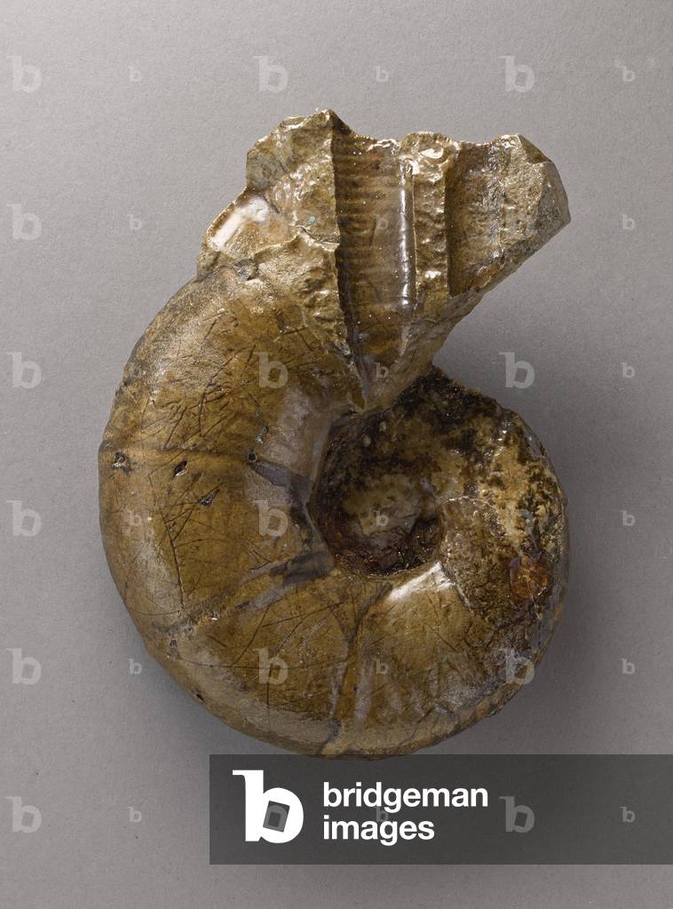 Abrytusites ultima (Cephalopode), Natural History Museum of Marseille