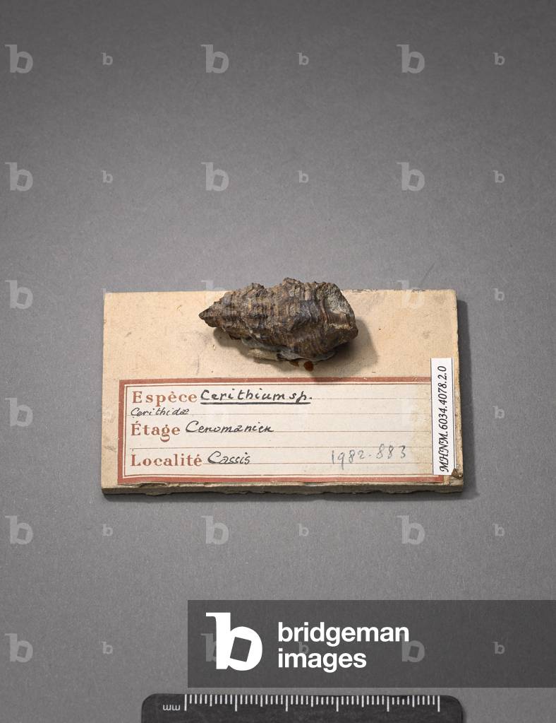 Cerithium sp (Gasteropode), Natural History Museum of Marseille