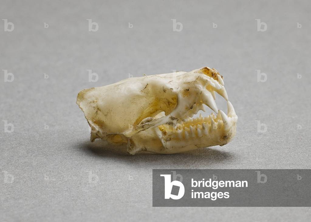 Vesperugo serotinus (Chiroptere) (Crane de la grande serotine ou serotine commune - skull of an european long-eared bat or European brown bat) Museum d'histoire naturelle de Marseille
