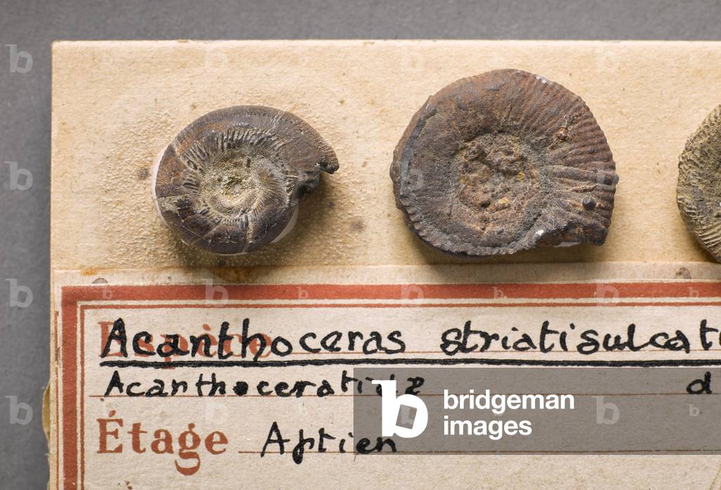 Acanthoceras striatisulcatum (Cephalopode), Natural History Museum of Marseille