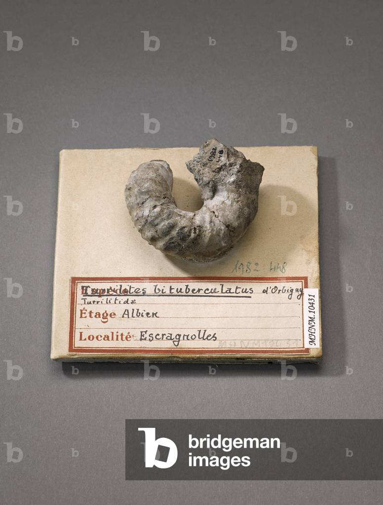 Turilites bituberculatus (Cephalopode), Natural History Museum of Marseille