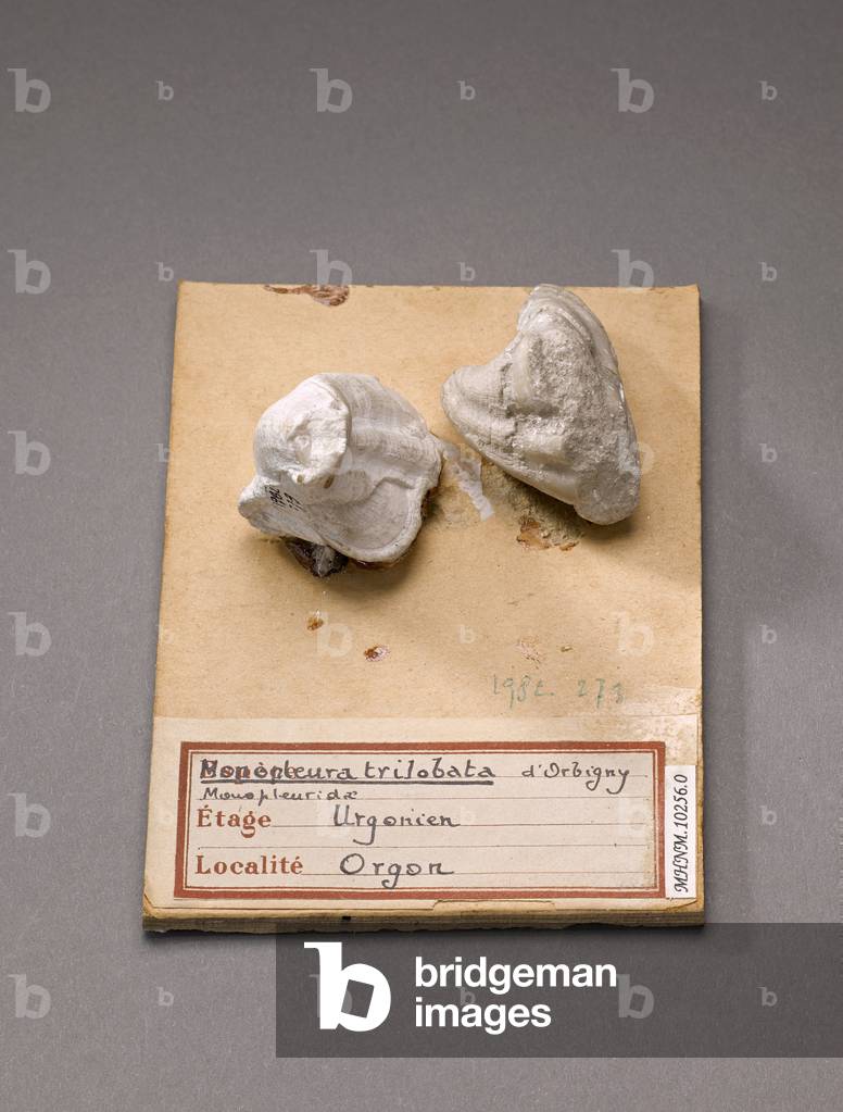 Monopleura trilobata (Lamellibranche), Natural History Museum of Marseille
